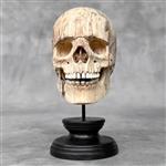 Snijwerk, NO RESERVE PRICE - Hand-carved Wooden Human Skull With Stand - 17 cm - Tamarinde hout - 20