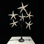 GEEN RESERVEPRIJS - Prachtige Starfish Family op standaard - Zeeschelp - Asteroidea  (Zonder Minimum