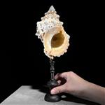 GEEN RESERVEPRIJS - Ingewikkelde Conch Shell op een aangepaste standaard - Zeeschelp - Triplofusus G