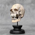 Snijwerk, -NO RESERVE PRICE - Stunning Wooden Human Skull With A Beautiful Grain - 15 cm - Tamarindu