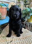 Prachtige labradoodle pup uit geteste lijnen 