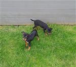 dwergpinscher