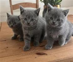 5 Britse Korthaar kittens te koop