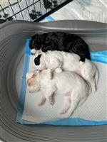Prachtige Labradoodle pups te koop