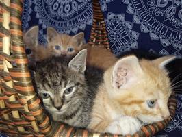 6 lieve kittens