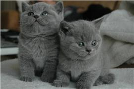 Britse korthaar kittens