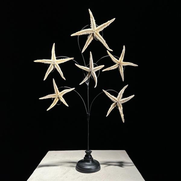 Grote foto geen reserveprijs prachtige starfish family op standaard zeeschelp asteroidea zonder minimum antiek en kunst curiosa en brocante