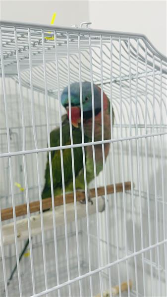 Grote foto pratende papegaai dieren en toebehoren parkieten en papegaaien