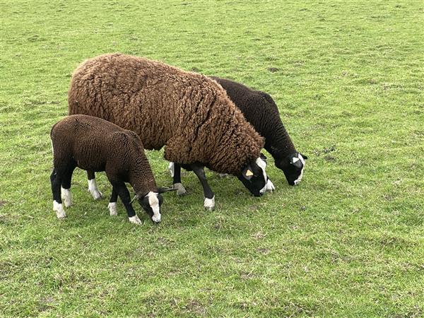 Grote foto zwartbles ooien en lammeren dieren en toebehoren schapen geiten en varkens