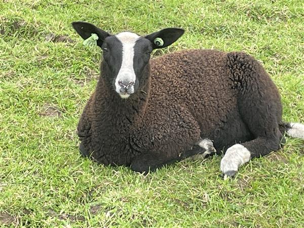 Grote foto zwartbles ooien en lammeren dieren en toebehoren schapen geiten en varkens