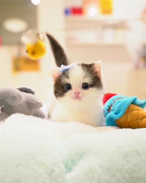Grote foto munchkin kittens te koop. dieren en toebehoren raskatten korthaar