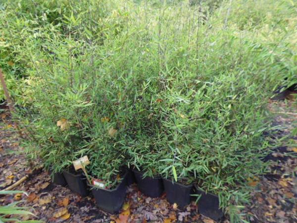 Grote foto fargesia niet woekerende bamboe tuin en terras bloemen en planten