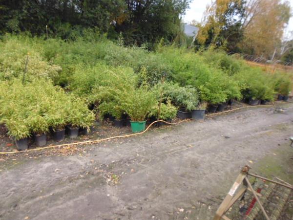 Grote foto fargesia niet woekerende bamboe tuin en terras bloemen en planten