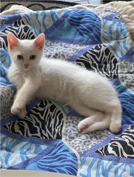 Grote foto birtse korthaar kitten wit dieren en toebehoren raskatten korthaar