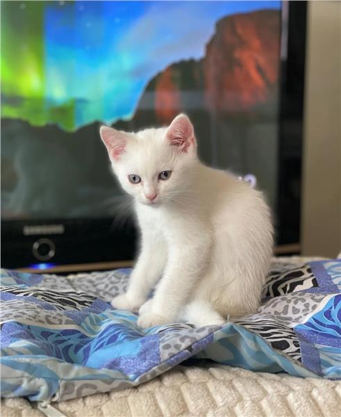 Grote foto birtse korthaar kitten wit dieren en toebehoren raskatten korthaar