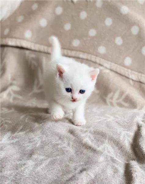 Grote foto birtse korthaar kitten wit dieren en toebehoren raskatten korthaar