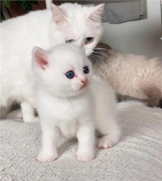 Grote foto birtse korthaar kitten wit dieren en toebehoren raskatten korthaar