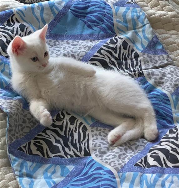 Grote foto birtse korthaar kitten wit dieren en toebehoren raskatten korthaar