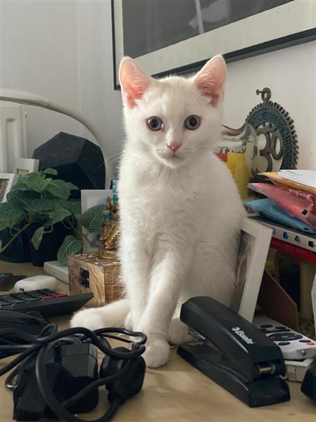 Grote foto birtse korthaar kitten wit dieren en toebehoren raskatten korthaar