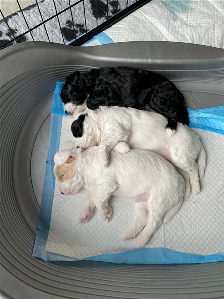 Grote foto prachtige labradoodle pups te koop dieren en toebehoren niet rashonden