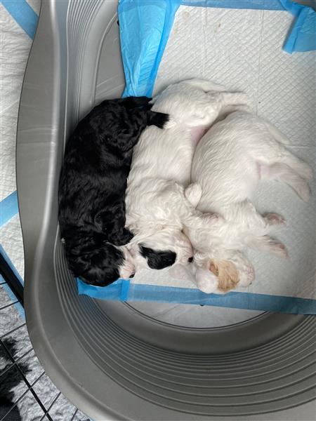 Grote foto prachtige labradoodle pups te koop dieren en toebehoren niet rashonden