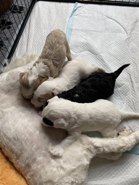 Grote foto prachtige labradoodle pups te koop dieren en toebehoren niet rashonden