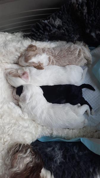 Grote foto prachtige labradoodle pups te koop dieren en toebehoren niet rashonden