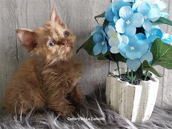 Grote foto superspeelse selkirk rex kittens dieren en toebehoren raskatten korthaar