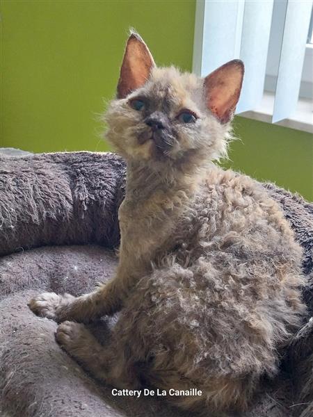 Grote foto superspeelse selkirk rex kittens dieren en toebehoren raskatten korthaar