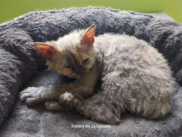 Grote foto superspeelse selkirk rex kittens dieren en toebehoren raskatten korthaar