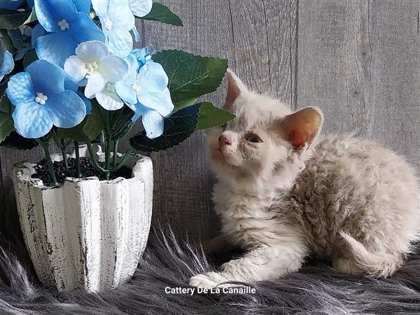 Grote foto superspeelse selkirk rex kittens dieren en toebehoren raskatten korthaar