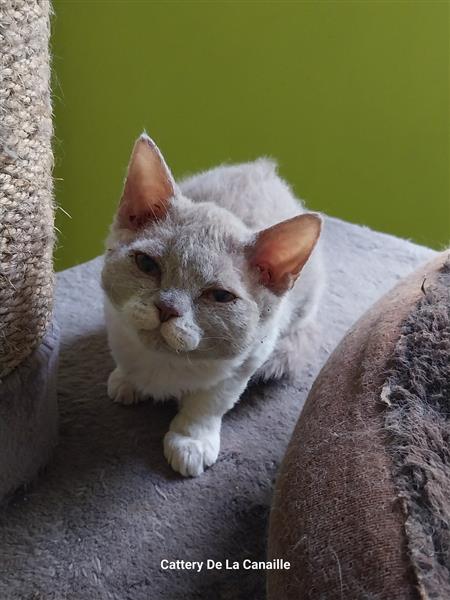 Grote foto superspeelse selkirk rex kittens dieren en toebehoren raskatten korthaar