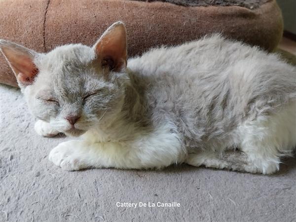 Grote foto superspeelse selkirk rex kittens dieren en toebehoren raskatten korthaar