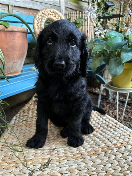 Grote foto prachtige labradoodle pup uit geteste lijnen dieren en toebehoren retrievers spani ls en waterhonden