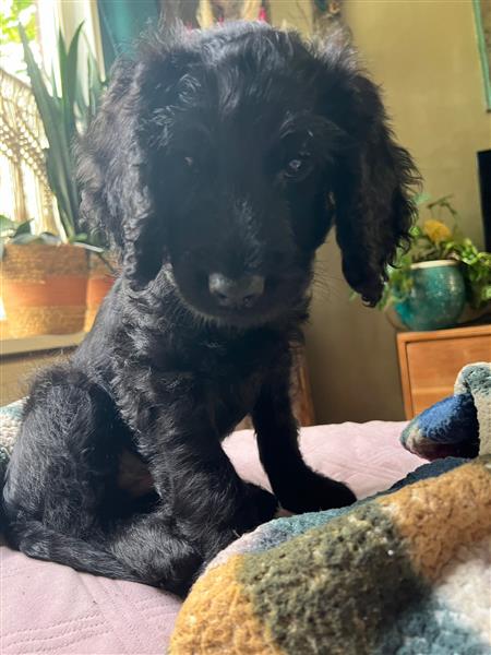 Grote foto prachtige labradoodle pup uit geteste lijnen dieren en toebehoren retrievers spani ls en waterhonden