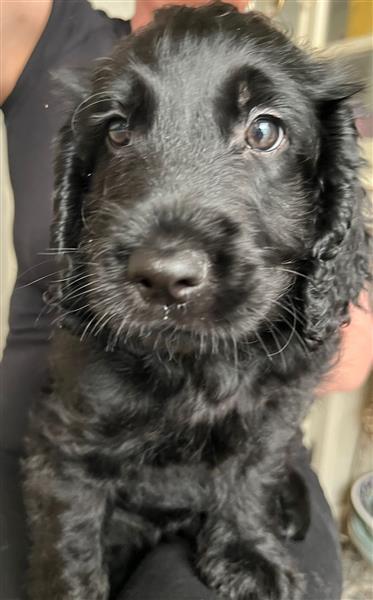 Grote foto prachtige labradoodle pup uit geteste lijnen dieren en toebehoren retrievers spani ls en waterhonden