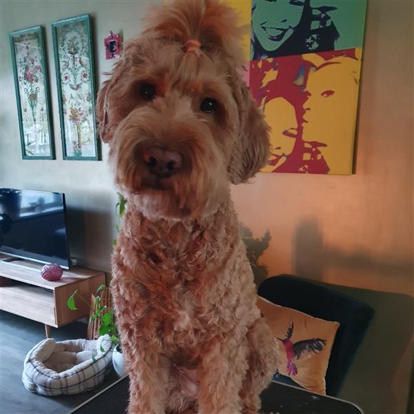 Grote foto prachtige labradoodle pup uit geteste lijnen dieren en toebehoren retrievers spani ls en waterhonden