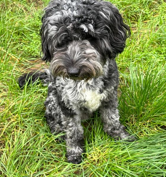 Grote foto prachtige labradoodle pup uit geteste lijnen dieren en toebehoren retrievers spani ls en waterhonden