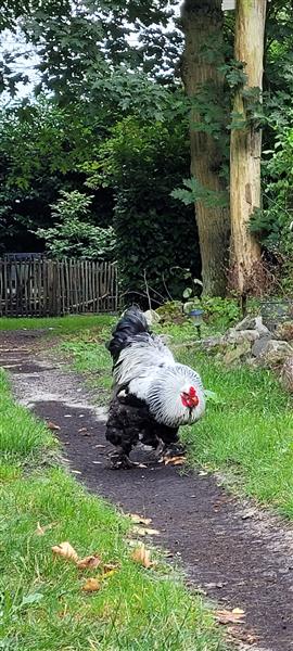 Grote foto brahma haan zilverpatrijs dieren en toebehoren pluimvee