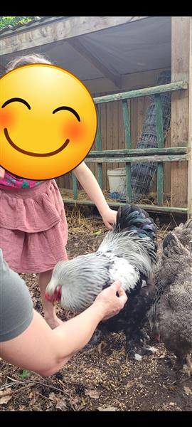 Grote foto brahma haan zilverpatrijs dieren en toebehoren pluimvee