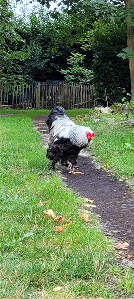 Grote foto brahma haan zilverpatrijs dieren en toebehoren pluimvee