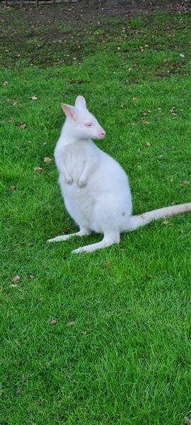 Grote foto kangoeroe walibi dieren en toebehoren overige dieren