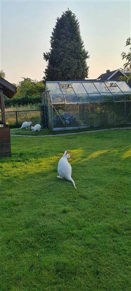 Grote foto kangoeroe walibi dieren en toebehoren overige dieren