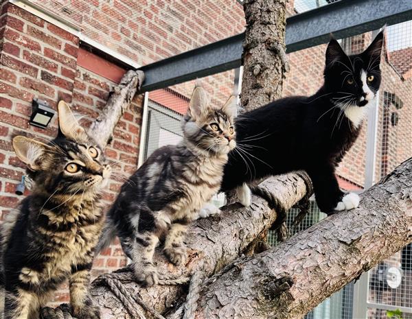 Grote foto maine coon kittens dieren en toebehoren raskatten langhaar