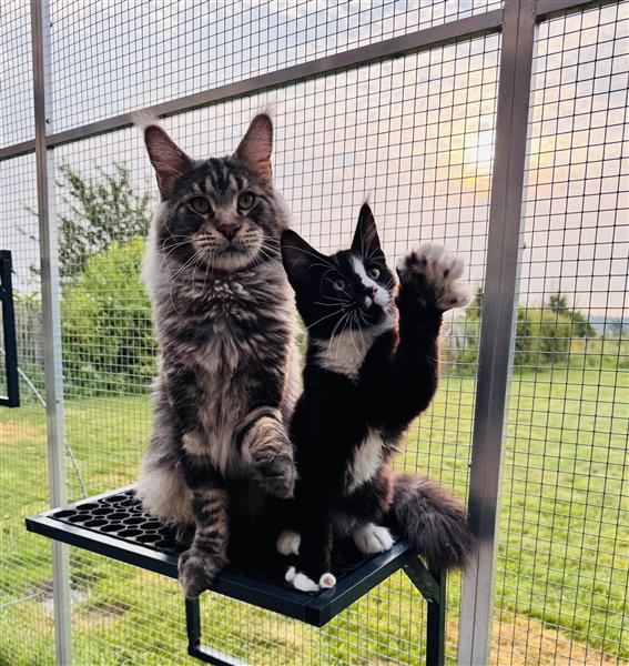 Grote foto maine coon kittens dieren en toebehoren raskatten langhaar