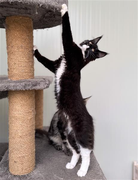 Grote foto maine coon kittens dieren en toebehoren raskatten langhaar