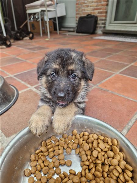 Grote foto duitse herder pups dieren en toebehoren herdershonden en veedrijvers