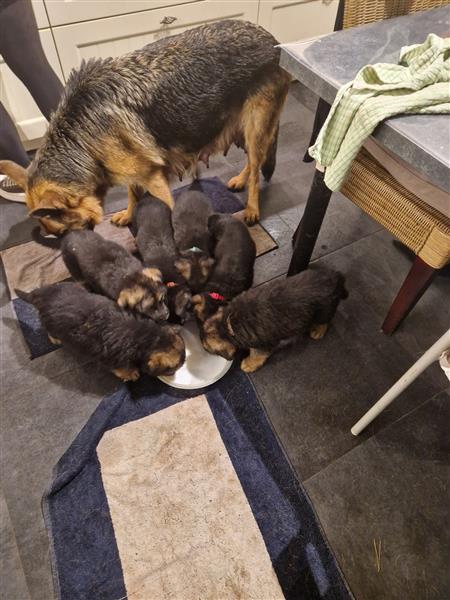 Grote foto duitse herder pups dieren en toebehoren herdershonden en veedrijvers