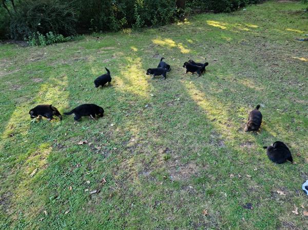 Grote foto duitse herder pups dieren en toebehoren herdershonden en veedrijvers