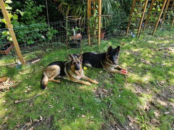 Grote foto duitse herder pups dieren en toebehoren herdershonden en veedrijvers